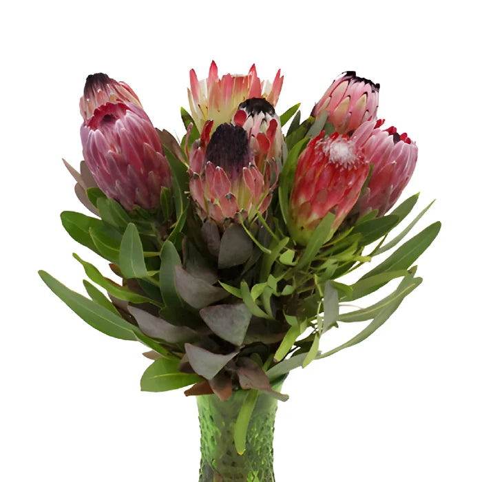 Farm Assorted Protea Variety Pack
