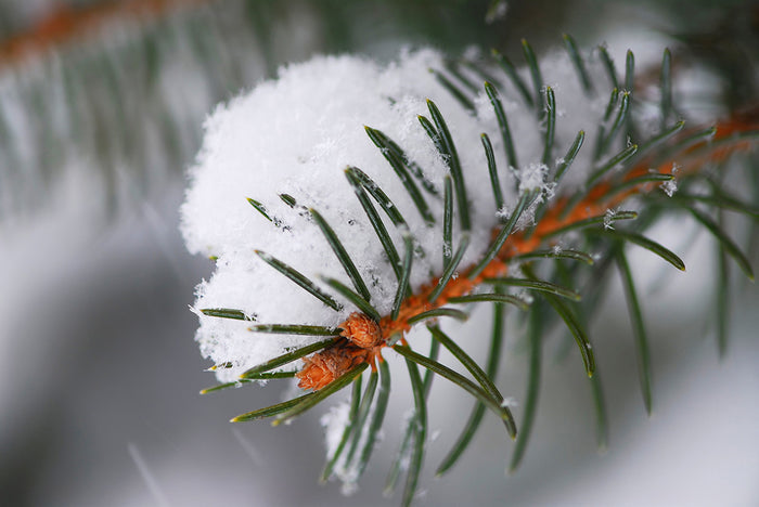 Sugared Spruce Fragrance Oil 16926