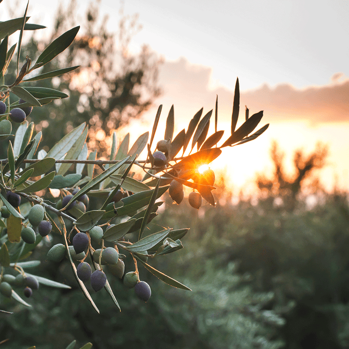 The Olive Branch Fragrance Oil 1137