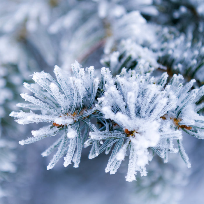 Alpine Frost Fragrance Oil 752