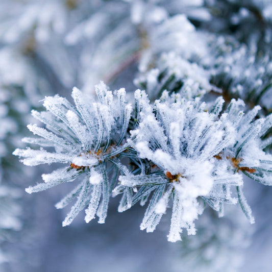 Alpine Frost Fragrance Oil 752