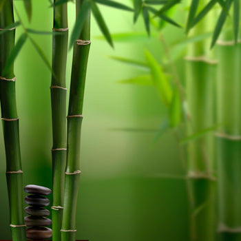 Bamboo Cypress Fragrance Oil 14984