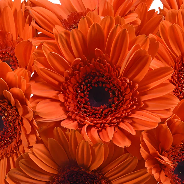 Gerbera Daisy Ultima Dark Orange Wholesale Flower Blooms