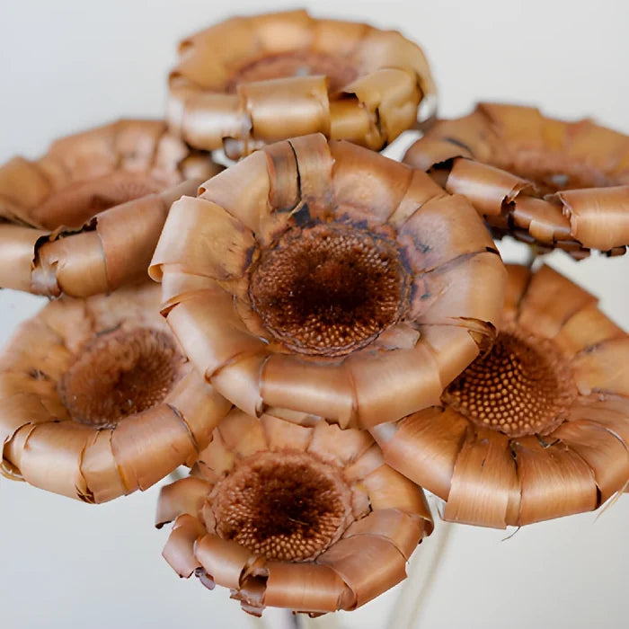 Dried Protea Crowns