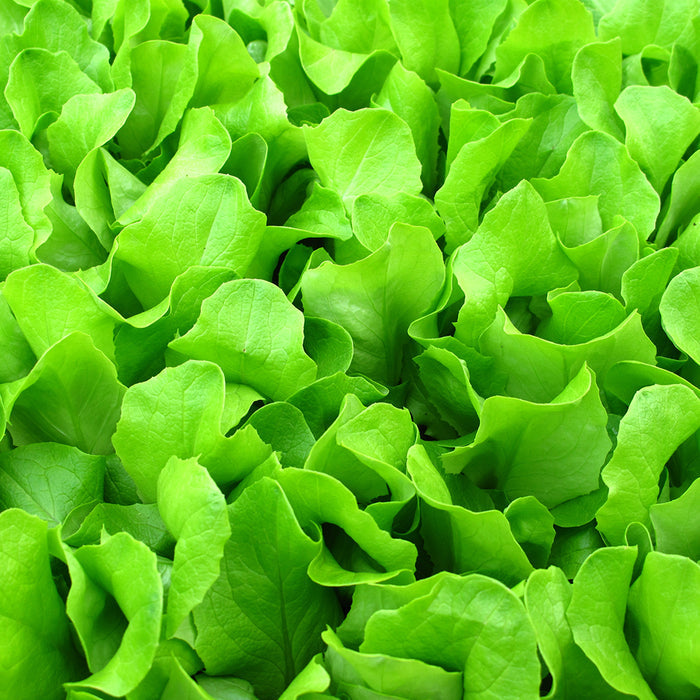 Farmer's Market Baby Bibb Fragrance Oil 448