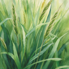 Fragrance Oil - Sweet Grass