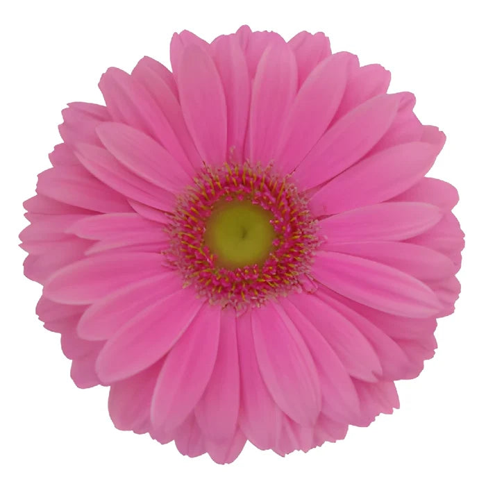 Gerbera Daisy Standard Light Pink Wholesale Flower Up close