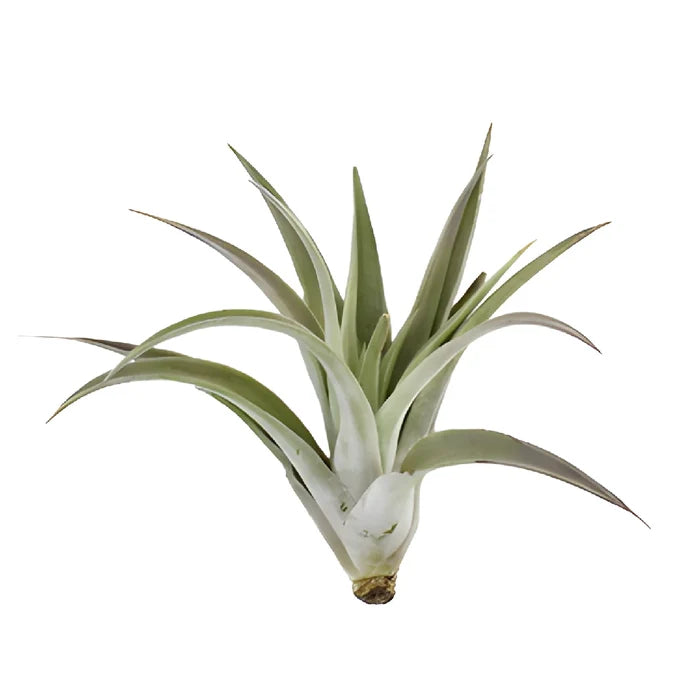 Green Harrisii Air Plants