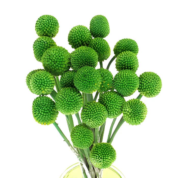 Green Tinted Craspedia Billy Balls