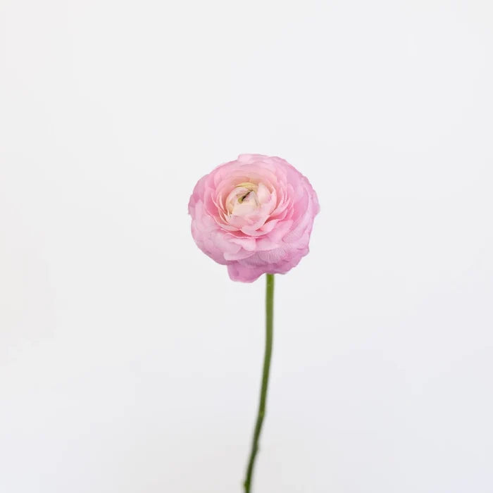 Light Pink Ranunculus Fresh Cut Flowers Stem - Image