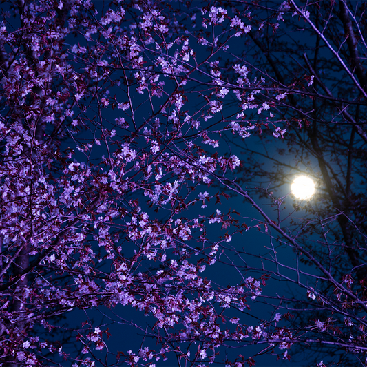 Moonflower Gardenia Fragrance Oil 980