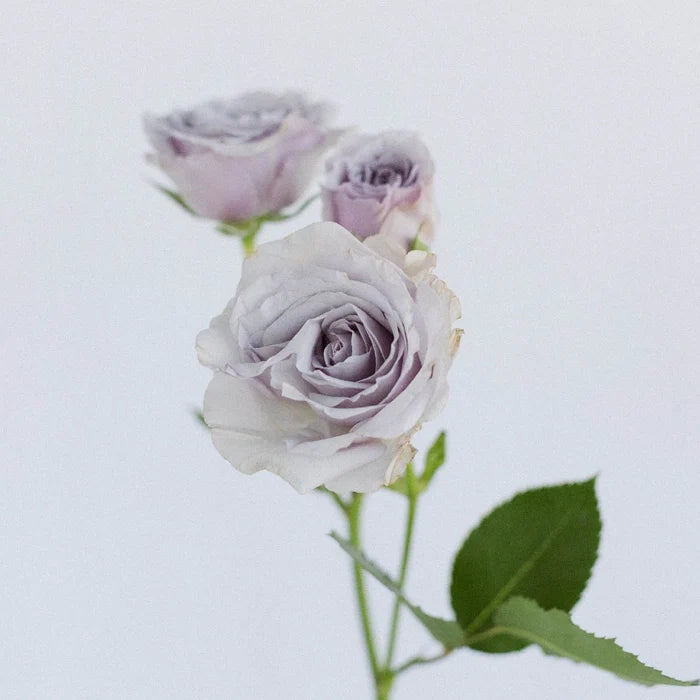 Nirvana Lavender Spray Roses Stem - Image