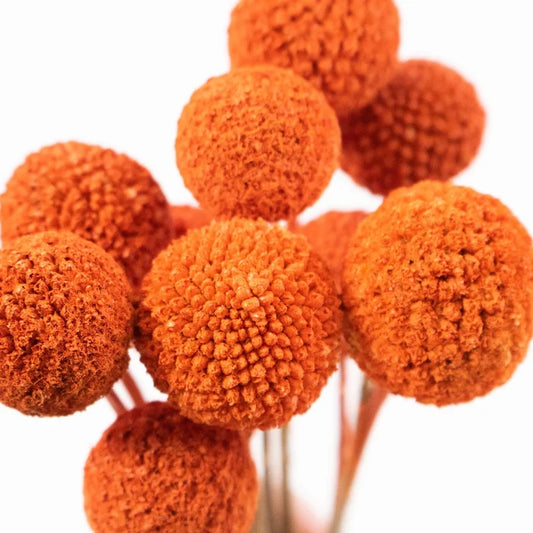 Craspedia Billy Balls Orange Flower Up Close