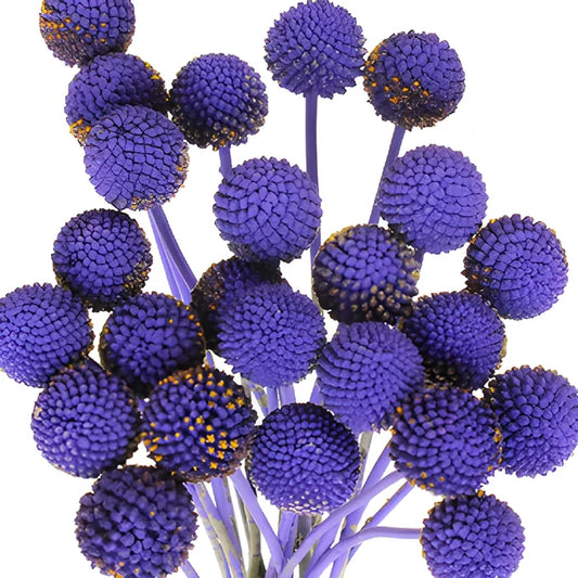 Purple Grape Tinted Craspedia Billy Balls