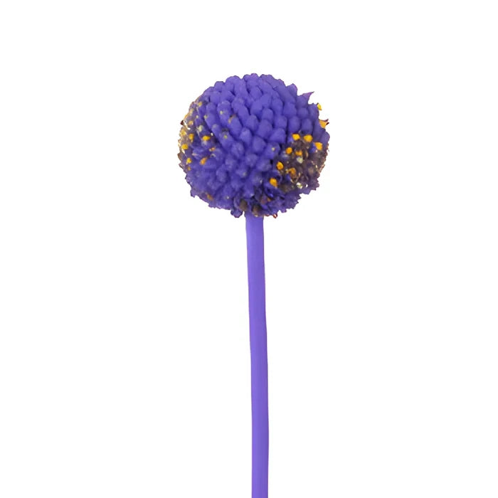Purple Grape Tinted Craspedia Billy Balls