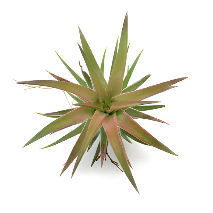 Reddish Green Tinted Ionantha Air Plants