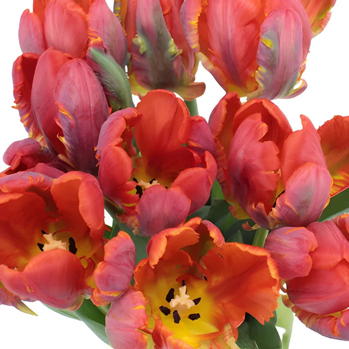 Roccoco Novelty Dark Red Tulip Wholesale Flower Up Close