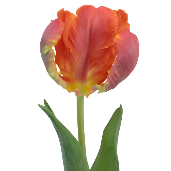 Roccoco Novelty Dark Red Tulip Wholesale Flower Stem View