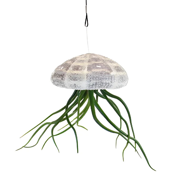 Sea Urchin Shell Base Air Plants