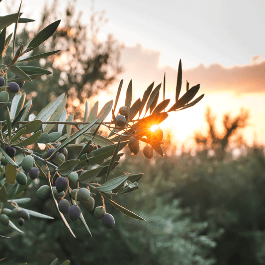 The Olive Branch Fragrance Oil 1137