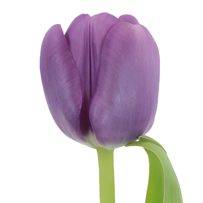 Saigon Purple Tulip Wholesale Flower Up close